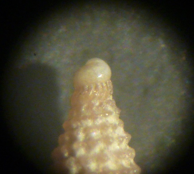 Diizoniopsis coppolae?